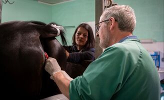 Reproduction & gynécologie