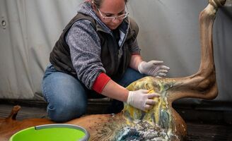 Chirurgie & anesthésie