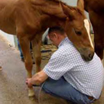 Dviations Angulaires Des Membres Du Poulain 155779