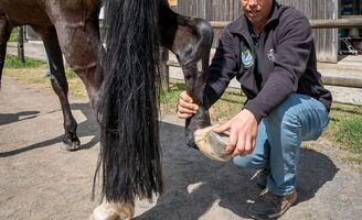 Orthopédie & locomotion