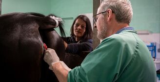 2025 04 17 Cabinet V%C3%A9t%C3%A9rinaire Fl%C3%A9chet 54