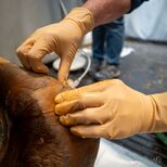 2025 04 17 Cabinet Vétérinaire Fléchet 40