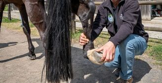 2025 04 17 Cabinet V%C3%A9t%C3%A9rinaire Fl%C3%A9chet 36